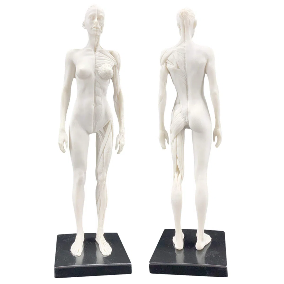 Anatomie Féminine, Modèle Anatomique Musculaire Et Osseux Humain, Crâne, Tête, Croquis, Peinture, Sculpture, Modèle pour Dessin d'artiste, Étude, A