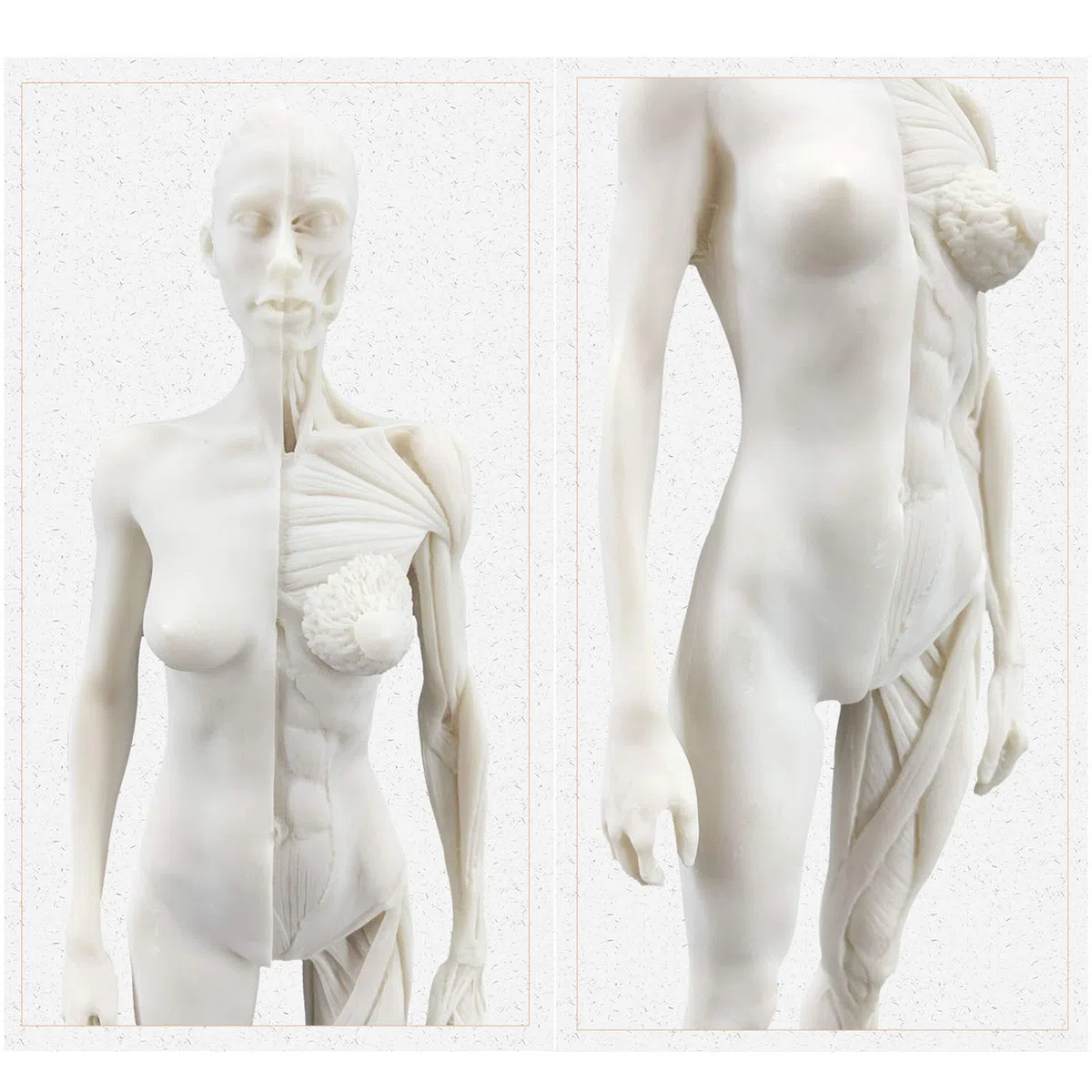 Anatomie Féminine, Modèle Anatomique Musculaire Et Osseux Humain, Crâne, Tête, Croquis, Peinture, Sculpture, Modèle pour Dessin d'artiste, Étude, A