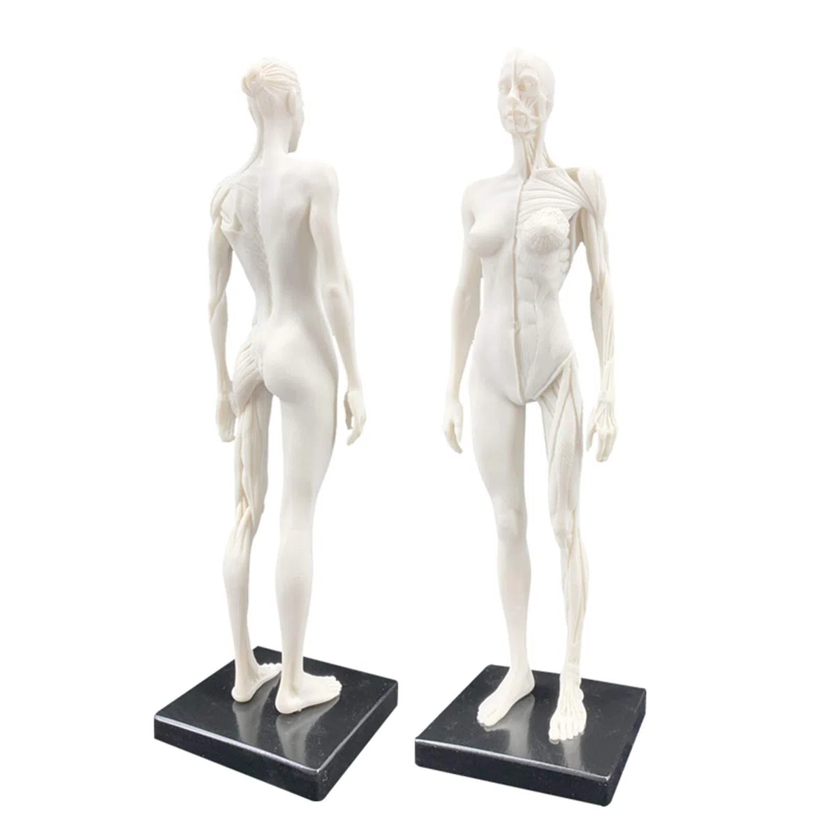 Anatomie Féminine, Modèle Anatomique Musculaire Et Osseux Humain, Crâne, Tête, Croquis, Peinture, Sculpture, Modèle pour Dessin d'artiste, Étude, A