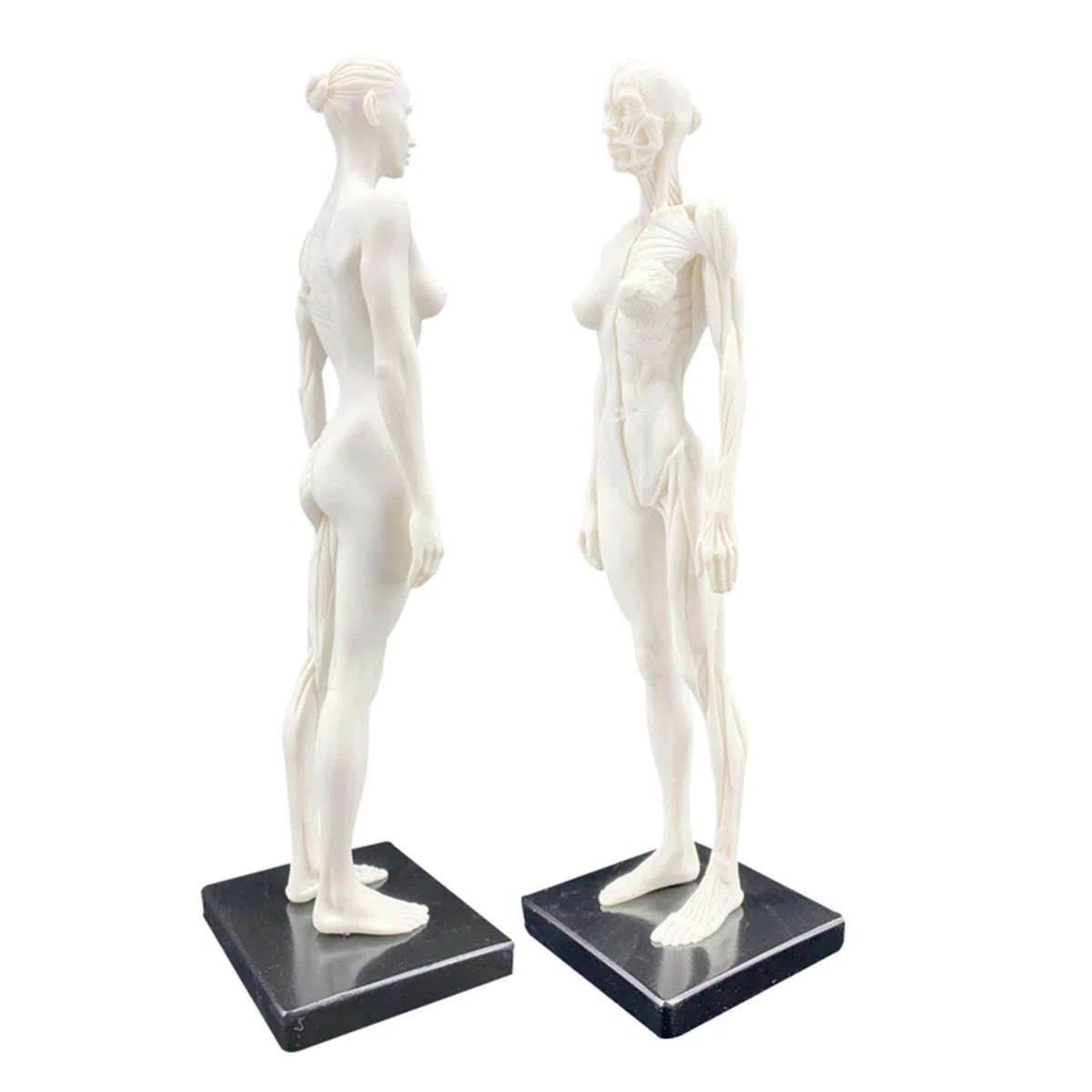 Anatomie Féminine, Modèle Anatomique Musculaire Et Osseux Humain, Crâne, Tête, Croquis, Peinture, Sculpture, Modèle pour Dessin d'artiste, Étude, A