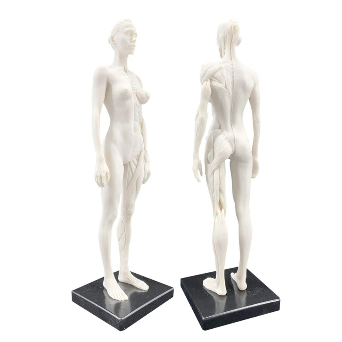 Anatomie Féminine, Modèle Anatomique Musculaire Et Osseux Humain, Crâne, Tête, Croquis, Peinture, Sculpture, Modèle pour Dessin d'artiste, Étude, A