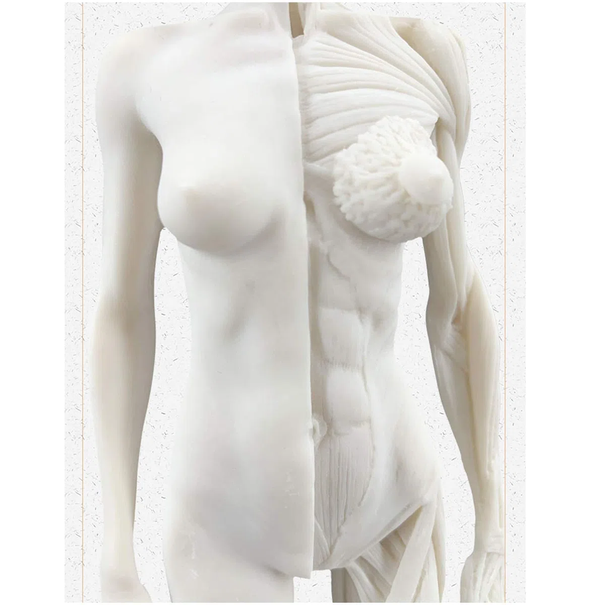 Anatomie Féminine, Modèle Anatomique Musculaire Et Osseux Humain, Crâne, Tête, Croquis, Peinture, Sculpture, Modèle pour Dessin d'artiste, Étude, A